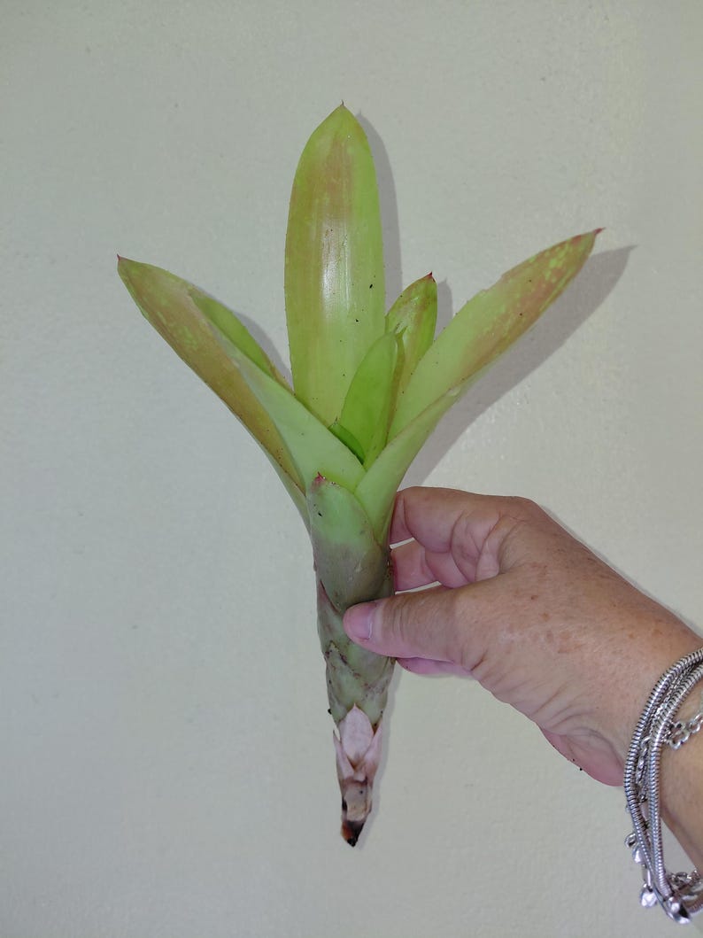 Bromeliad Neoregelia Super Fireball live exotic plant Loves full sun - Pup CUTTING Bild 2
