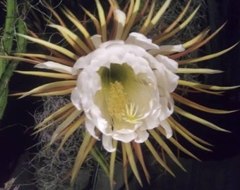 Selenicereus grandiflorus. Vining Cactus, Night Bloomer.  Cutting (rope vine) eatable fruit