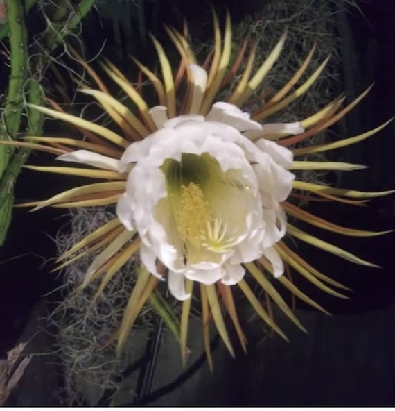 Selenicereus Grandiflorus. Vining Cactus Night Bloomer. - Etsy Israel