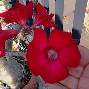 Desert Rose Adenium obesum RED flower - Cutting