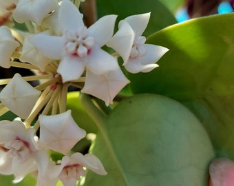 Hoya Carnosa "White Flower" Rooted starter plant (pic 2 or 3)