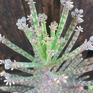 Mother of Millions Plant Kalanchoe delagoensis Kalanchoe chandelier tubiflora image 4