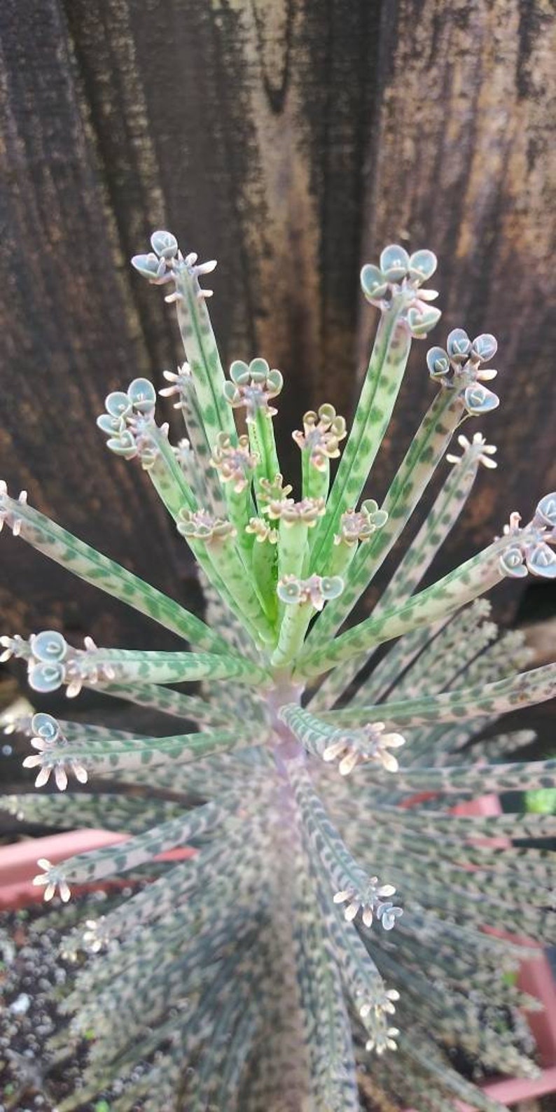 Mother of Millions Plant Kalanchoe delagoensis Kalanchoe chandelier tubiflora image 4