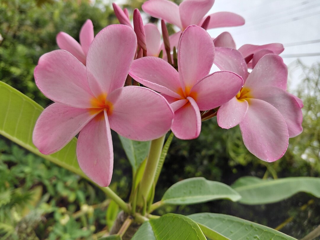 Frangipani Raspberry Royal Hawaiian