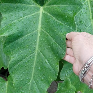 Wilsonni Giganteum Philodendron with Roots RARE Approx 12" tall