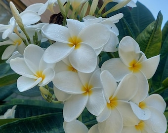 Hawaii Plumeria Gorgeous Kauka Wilder in Bloom Live Plant/fully