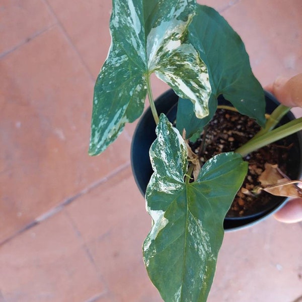 Syngonium Albo Variegated rooted plant