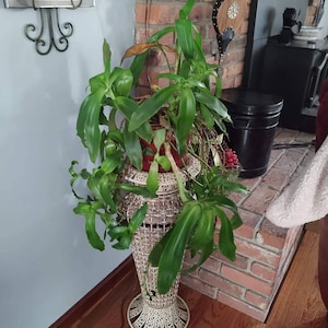 Variegated Callisia fragrans aka Grandpa's Pipe Basket Chain plant Callisea image 3