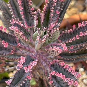 Pink Butterfly Mother of Millions Succulent Kalanchoe Live plant