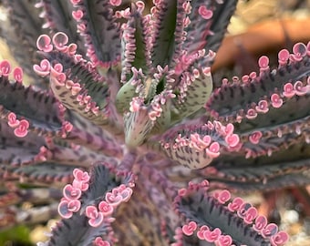 Pink Butterfly Mother of Millions Succulent Kalanchoe Live plant
