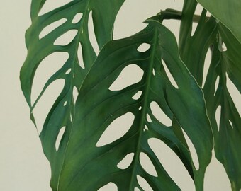 Monstera Adansonii var Laniata Giant form - cutting Single leaf - Swiss Cheese plant with ariel roots