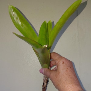 Bromeliad Neoregelia Super Fireball live exotic plant Loves full sun - Pup CUTTING Bild 3