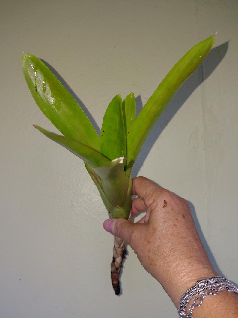 Bromeliad Neoregelia Super Fireball live exotic plant Loves full sun - Pup CUTTING Bild 3