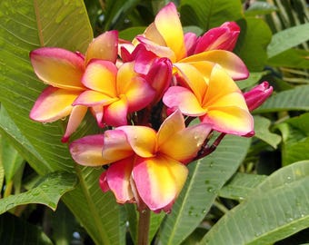 May include: Close-up of a cluster of plumeria flowers with vibrant yellow centers and pink-edged petals. The flowers are in full bloom, surrounded by large, green leaves with water droplets.
