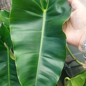 Philodendriun Giganteum - Huge  leaves, climbing.
