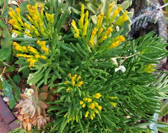 Senecio barbertonicus, Lemon Bean Bush, Succulent Bush Senecio ROOTED