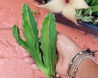 STARFISH Stapelia succulent cactus GIGANTEA Plant - Zulu Giant Stapelia