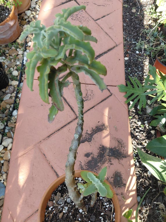 Kalanchoe Beharensis: Velvet Elephant Ear Felt Plant - Etsy
