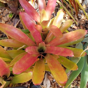 Bromeliad Neoregelia Super Fireball live exotic plant Loves full sun image 1