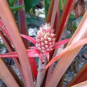 Ananas Lucidus Bromeliad, Red Pineapple - Live plant