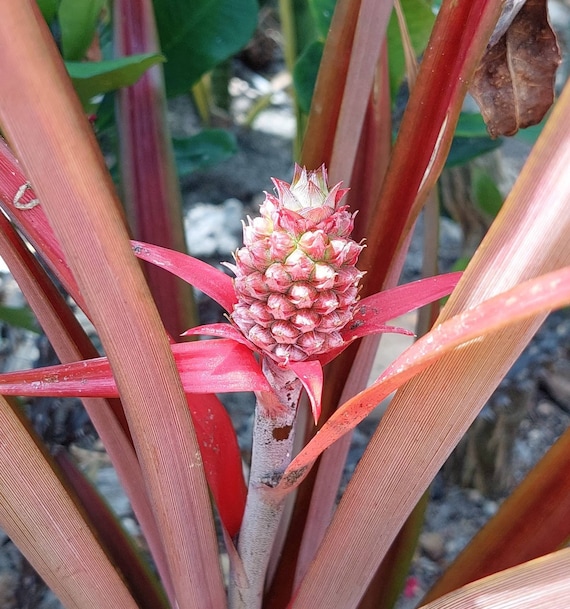 are snake plants hard to grow from seeds Green Snake Plant Seeds for Planting