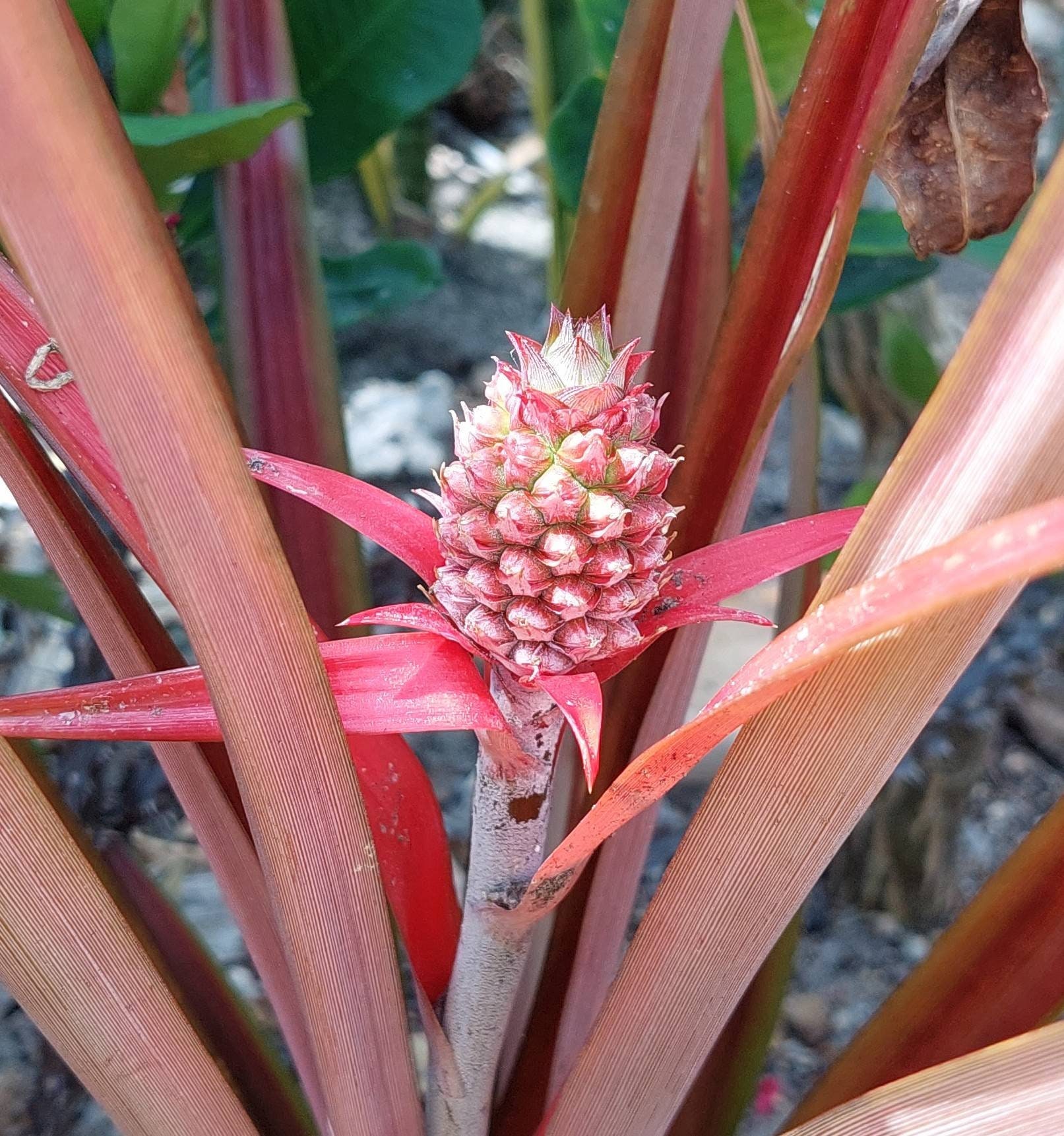 Ananas Lucidus Bromeliad, Red Pineapple decorative.