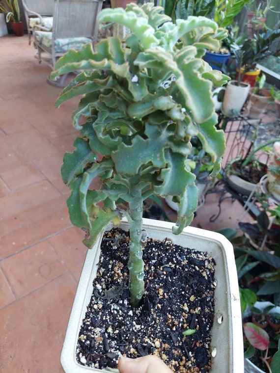 Feltbush Felt Bush Velvet Elephant Ear Elephant's Ear Etsy