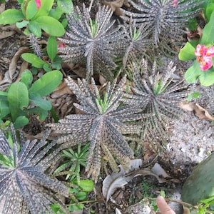 Mother of Millions Plant Kalanchoe delagoensis Kalanchoe chandelier tubiflora image 3