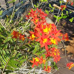 May include: A close-up of a cluster of orange and yellow orchid flowers blooming on a branch. The flowers are in full bloom and have a delicate, intricate structure.