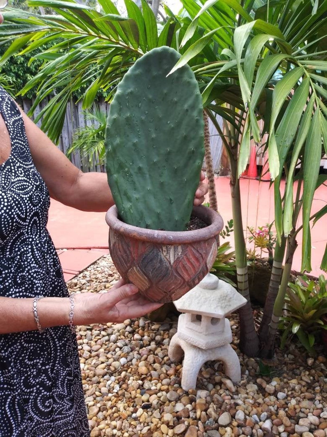 Giant Opuntia Cactus Pad: Prickly Pear, Unrooted - Etsy