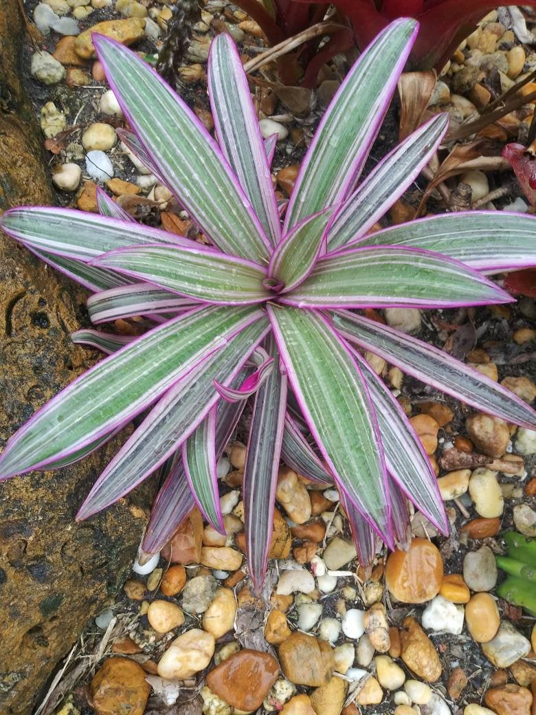 TriColor Oyster plant / Tradescantia spathacea Pink / Rhoeo spathacea