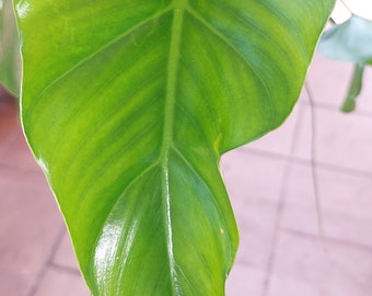 passiflora edulis plant Passiflora edulis 'Passion Fruit' – Plant Material main image 0