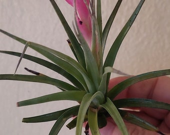 Air plant Tillandsia Rose BAER, Large 5"  No flower