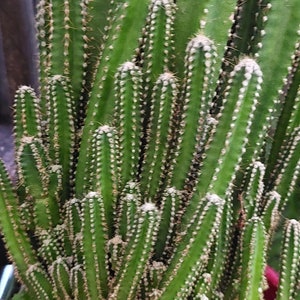 Acanthocereus Tetragonus Fairy Castle Triangle Cactus 2 sizes available. Live Plant image 2