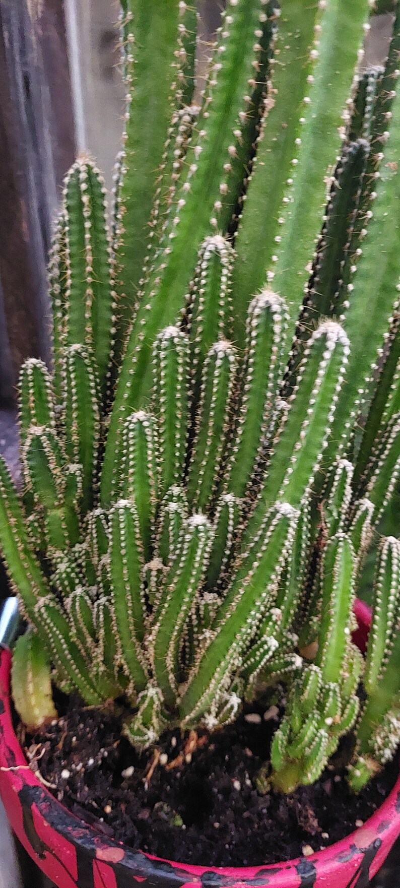 Acanthocereus Tetragonus Fairy Castle Triangle Cactus 2 sizes available. Live Plant image 2