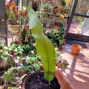 Epiphyllum oxypetalum Queen of the Night - Night blooming cereus  cactus cutting un-rooted