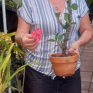 Pink Marble Crown of Thorns Plant - Euphorbia Milii Cutting or Rooted