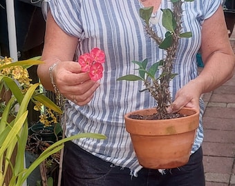 Large Flower Crown of Thorns- EUPHORBIA MILII Corona de Christo Pink Marble Rose of the North Thai Hybrid Cactus Poynesian Cuttings  ROOTED