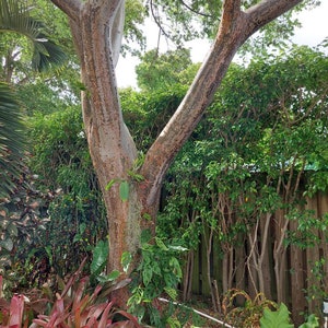 Gumbo Limbo   Bursera simaruba  tree rooted seedling -  Approx  18&quot; plant