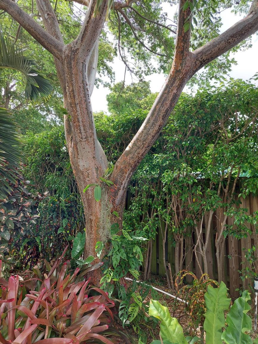 Gumbo Limbo Bursera Simaruba Tree Rooted Seedling - Approx