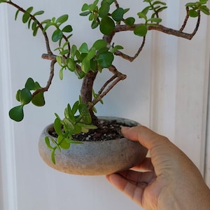 Portulacaria Afra, Baby elephant bush, Dwarf Jade Plant, bonsai, succulent