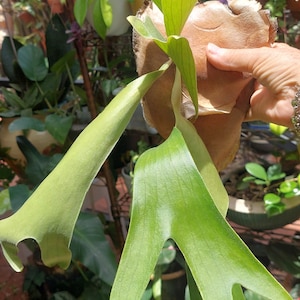 Staghorn Elk Fern Platycerium bifurcatum hybrid Live Air PLANT Polypodiaceae