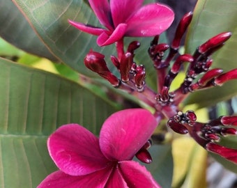 Hawaiian Red Ulaula Plumeria (Frangipani) Plant 10" top CUTTING