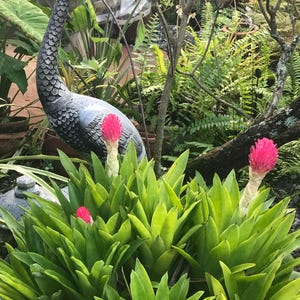 Flaming Torch Bromeliad Air Plant, Billbergia Pyramidalis Exotic Live Plant