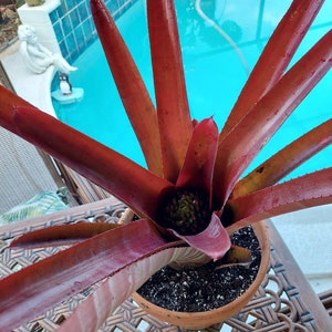 Bromeliad Neoregelia cruenta'Rubra'pup. live exotic plant Loves full sun image 1