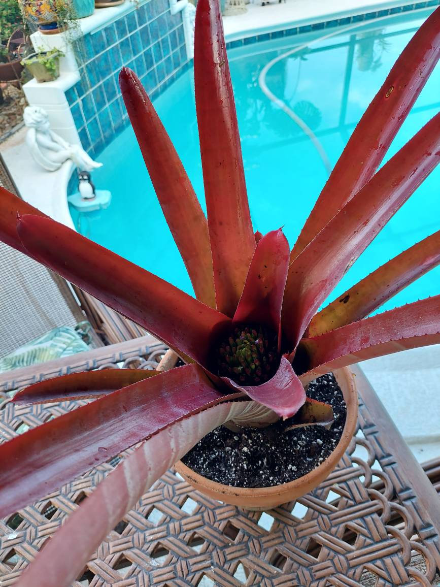ブロメリア・エアープランツ Neoregelia Cruenta Rubra Neoregelia cruenta 'Rubra' | Panus