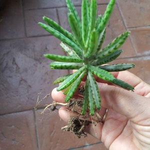 Mother of Millions Plant Kalanchoe delagoensis Kalanchoe chandelier tubiflora image 2