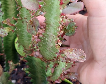 Euphorbia Royal Red Cactus cutting. Un-rooted.