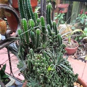 Acanthocereus Tetragonus "Fairy Castle" Triangle Cactus - Live Plant