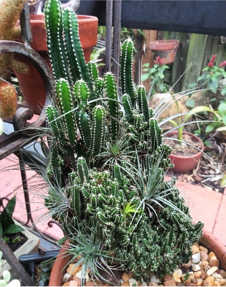 Acanthocereus Tetragonus Fairy Castle Triangle Cactus 2 sizes available. Live Plant image 1